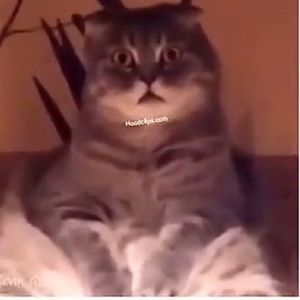 Meet your Posher, Noah